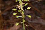 Green adder's-mouth orchid